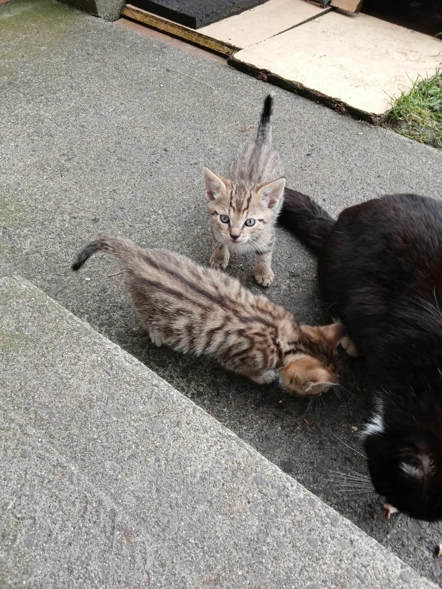 Cats - Image 4