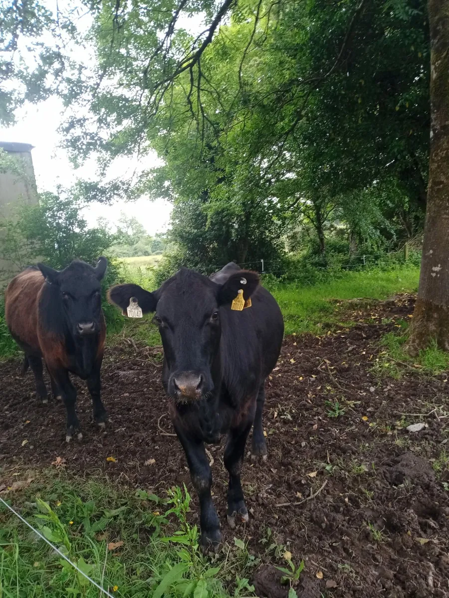 Aberdeen Angus - Image 1