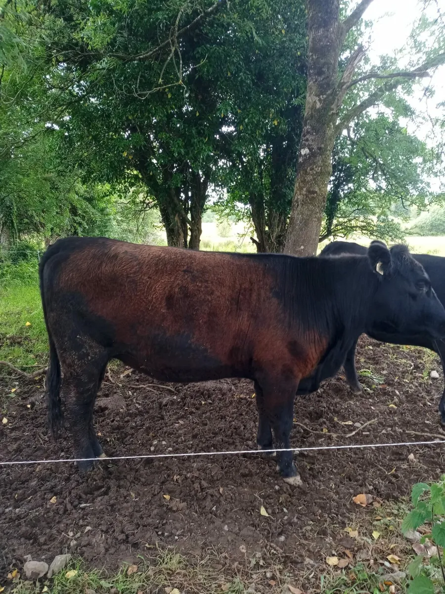 Aberdeen Angus - Image 2