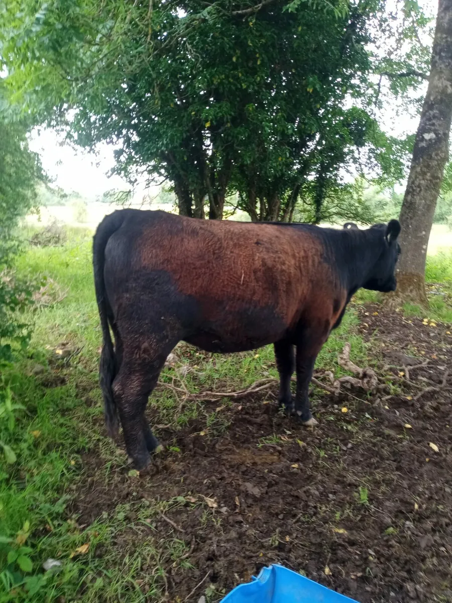 Aberdeen Angus - Image 3