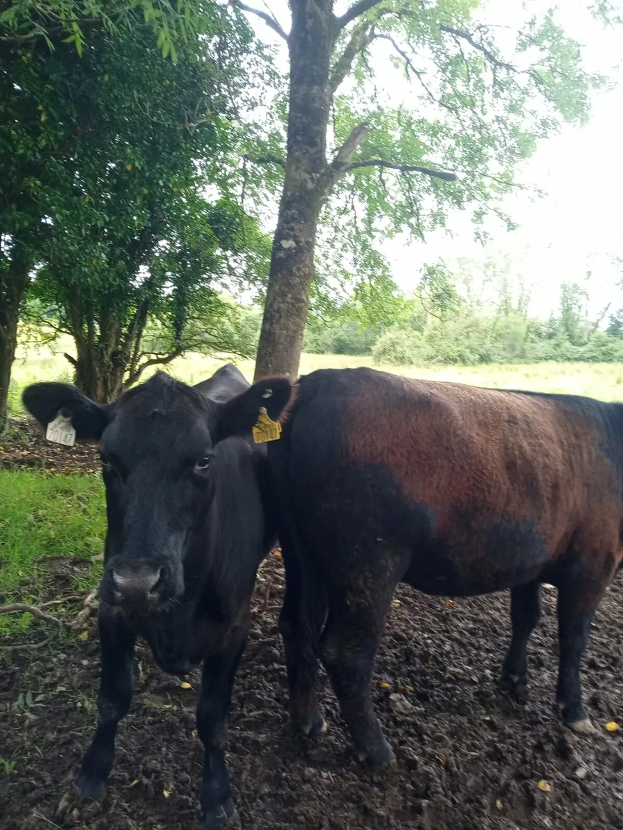 Aberdeen Angus - Image 4