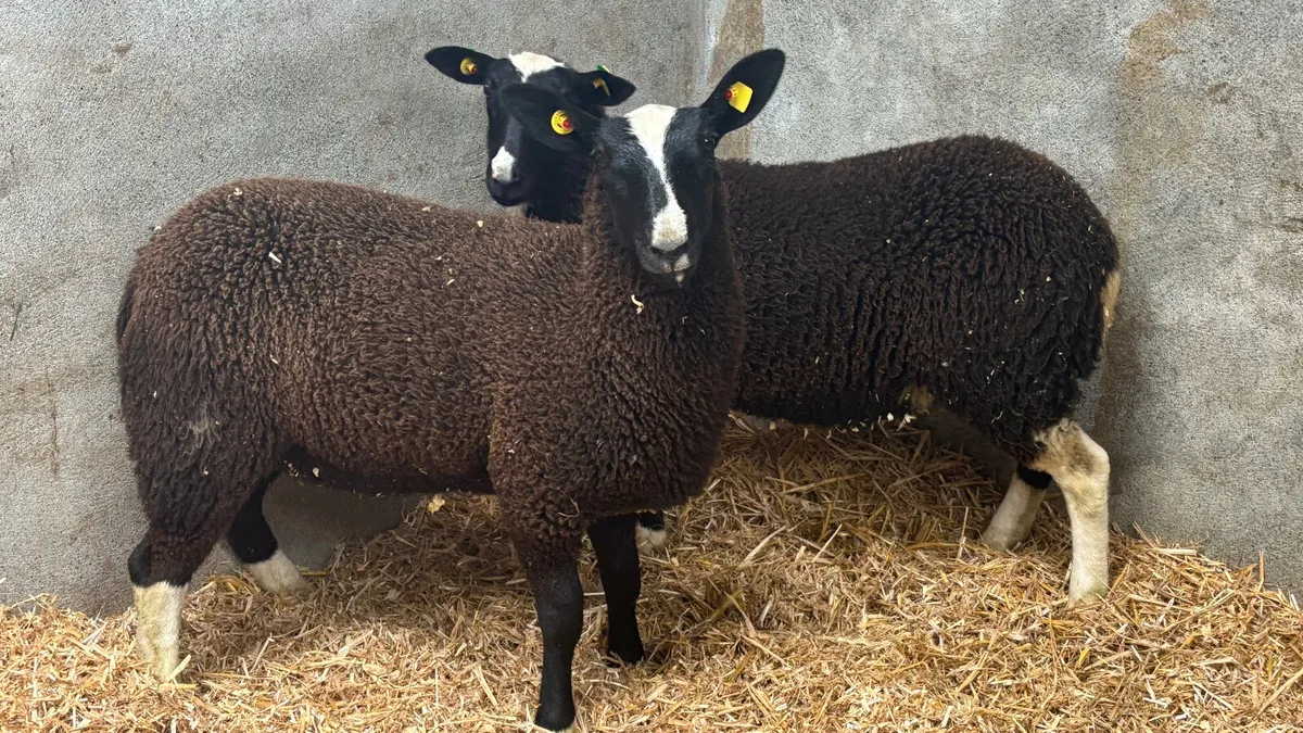 2 Zwartbles Ewe Lambs - Image 1