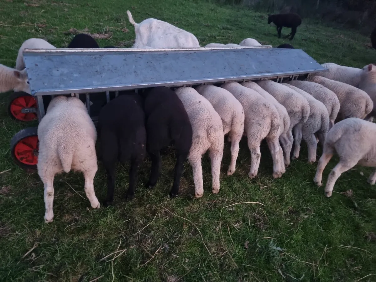 Organic lambs
