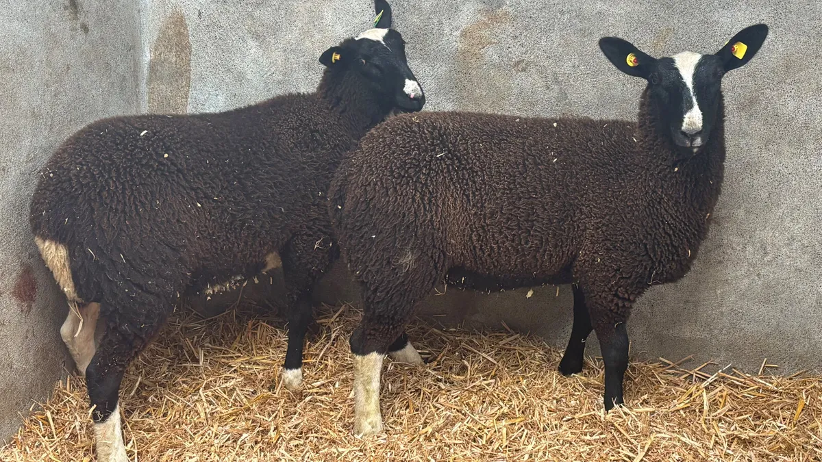 2 Zwartbles Ewe Lambs - Image 4