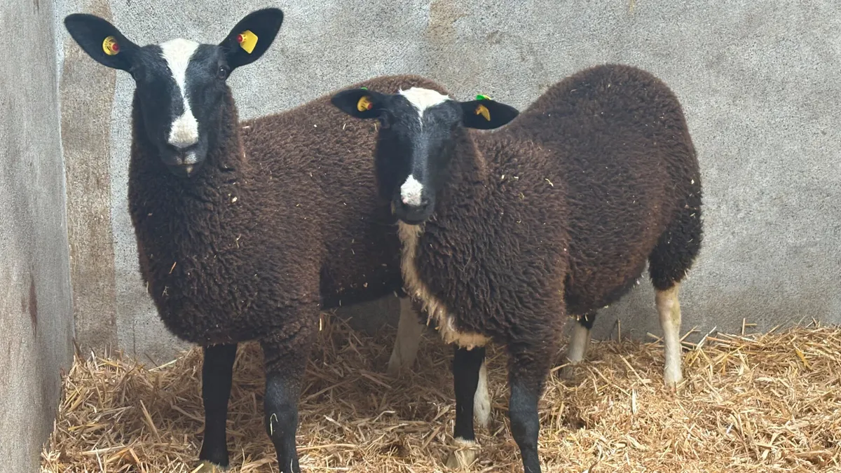 2 Zwartbles Ewe Lambs - Image 3
