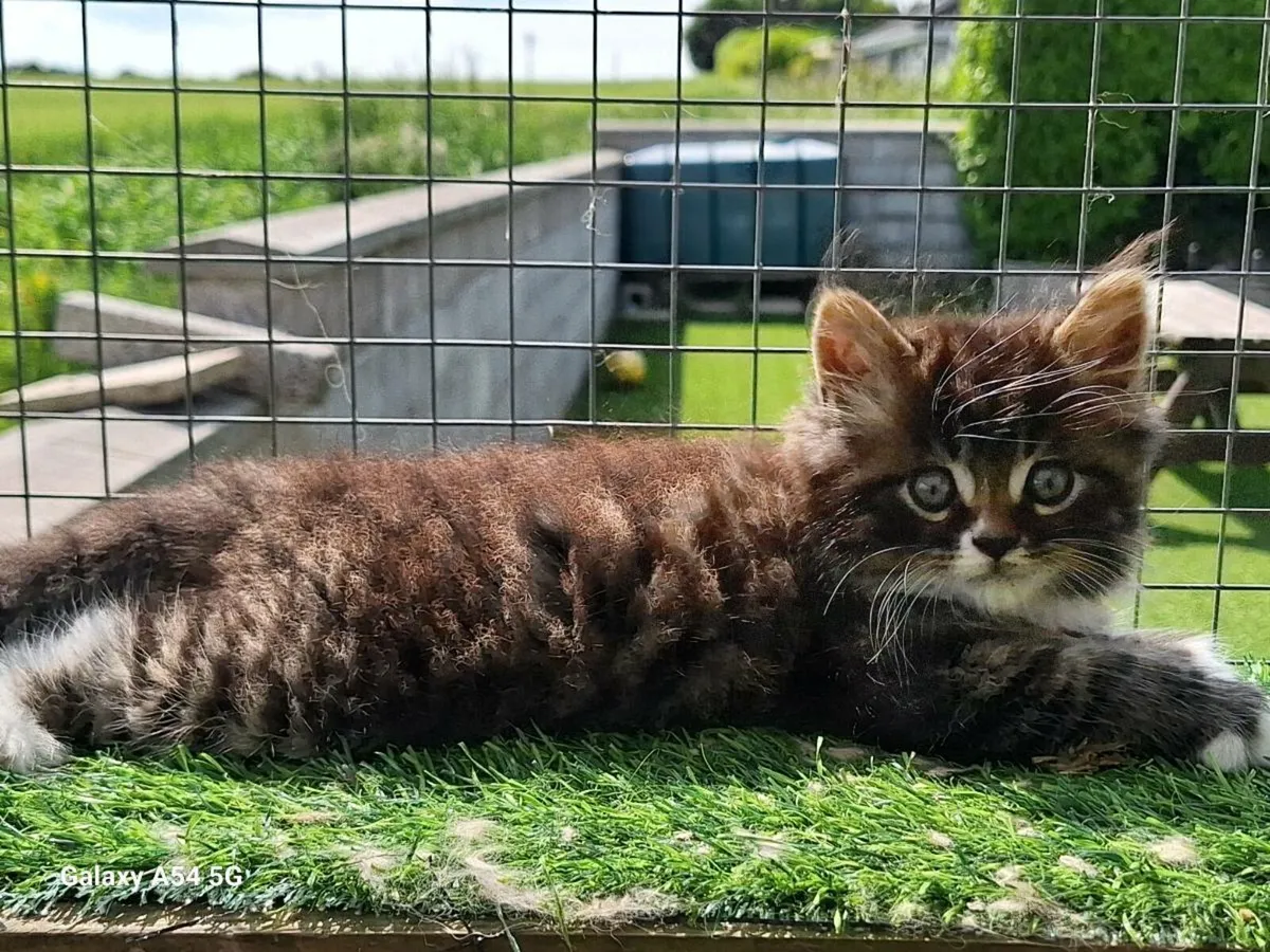 British longhair x kittens - Image 2