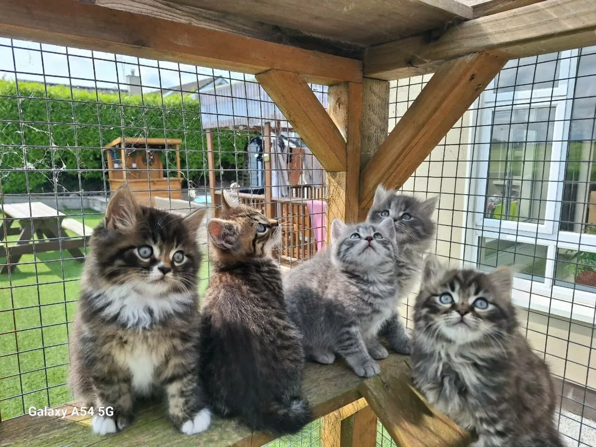 British longhair x kittens - Image 3