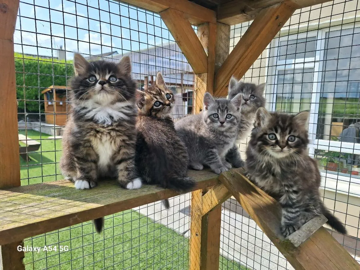 British longhair x kittens - Image 4