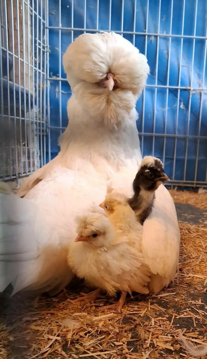 Polish + Silkie eggs, chicks - Image 1