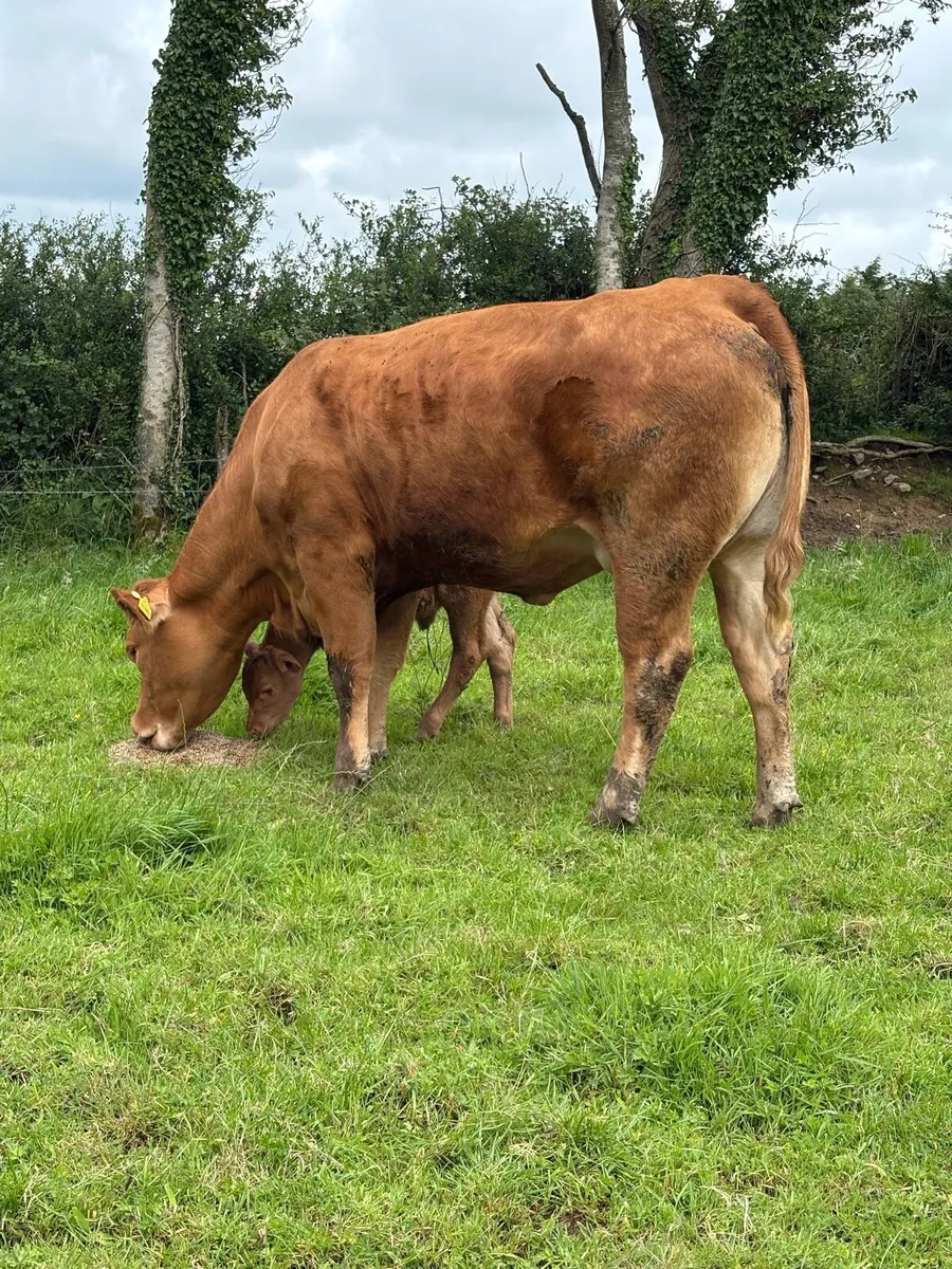 Limousin cow with calf at foot - Image 1