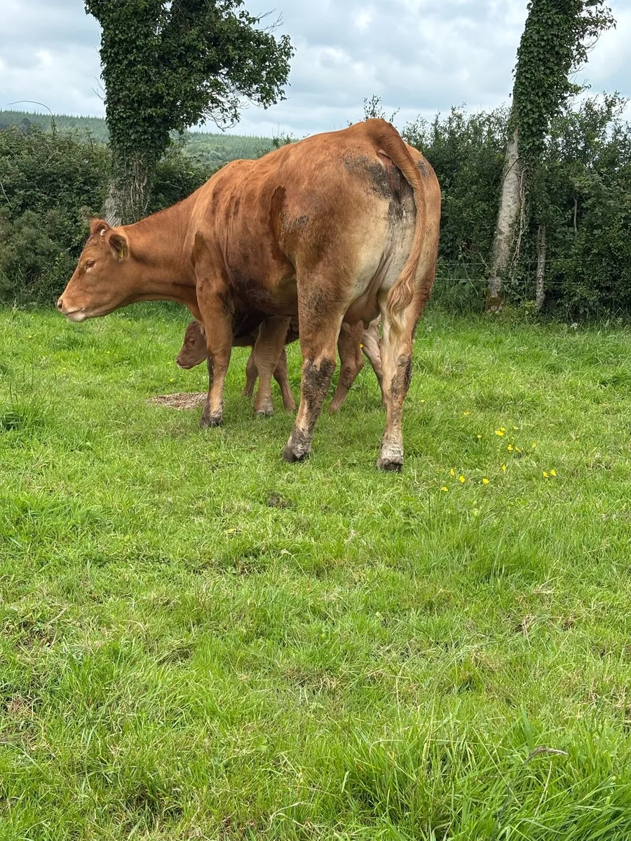 Limousin cow with calf at foot - Image 2