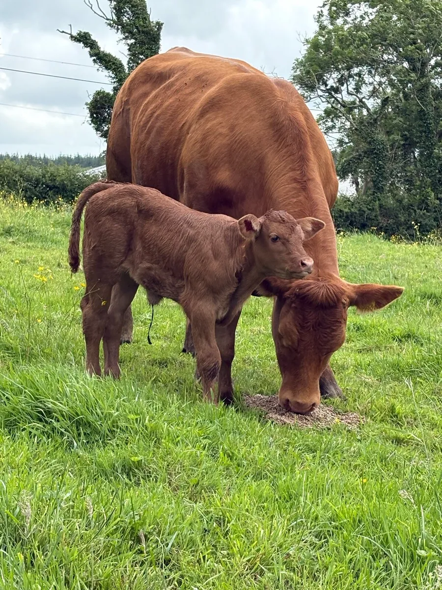 Limousin cow with calf at foot - Image 3
