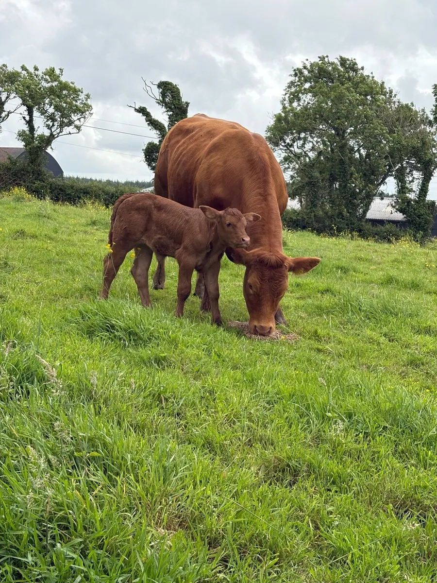 Limousin cow with calf at foot - Image 4