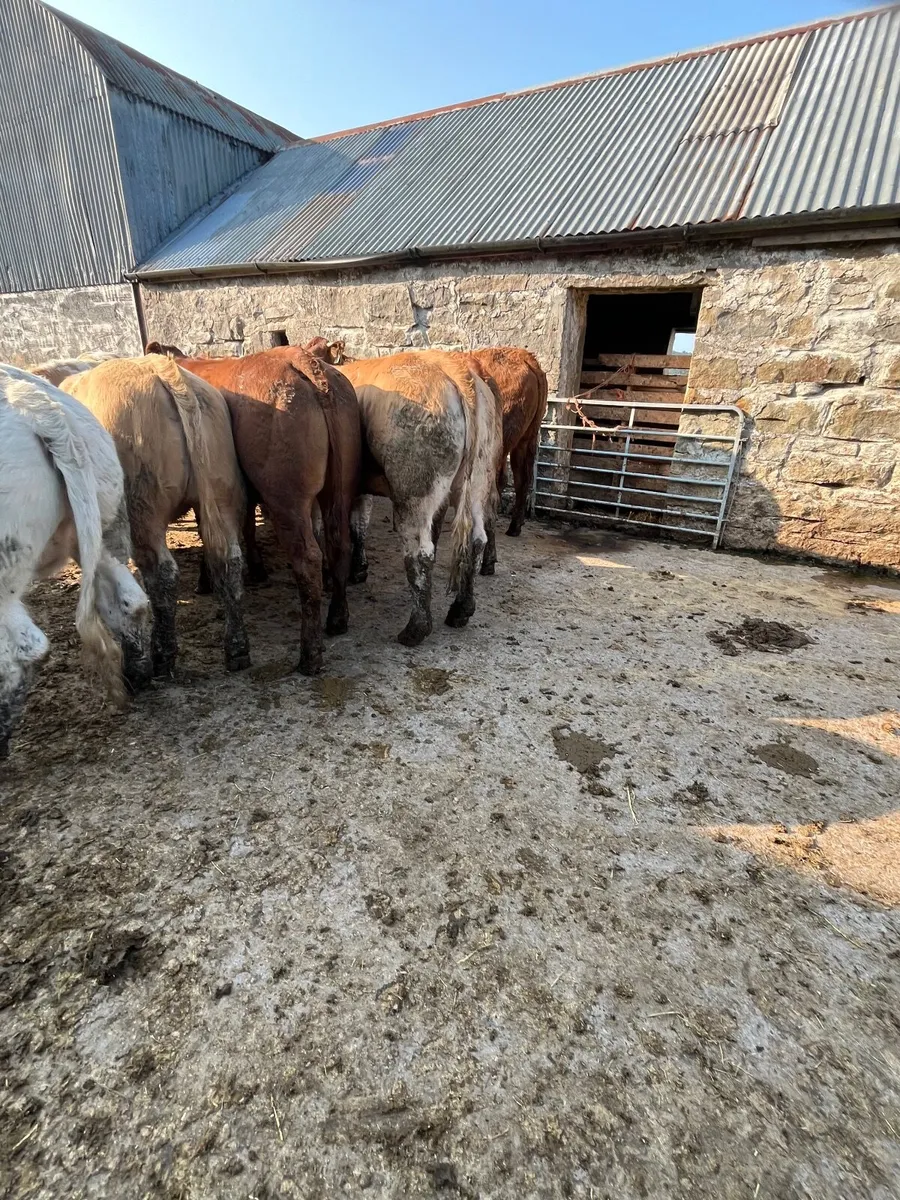 Store heifers - Image 1