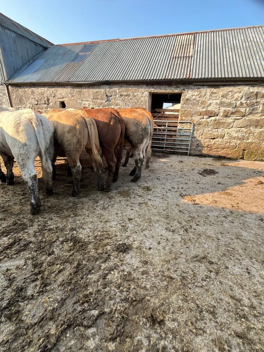 Store heifers - Image 2