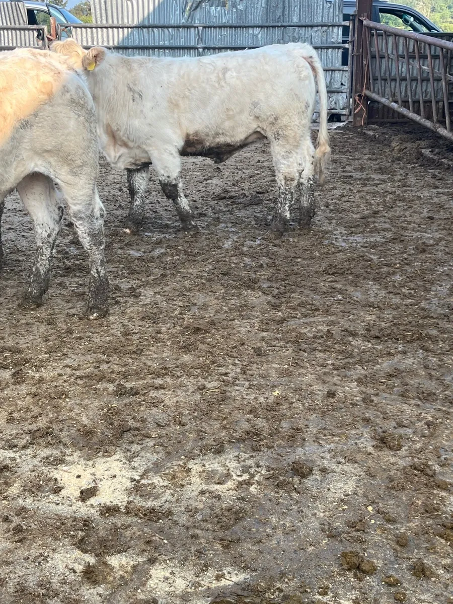 Store heifers - Image 3