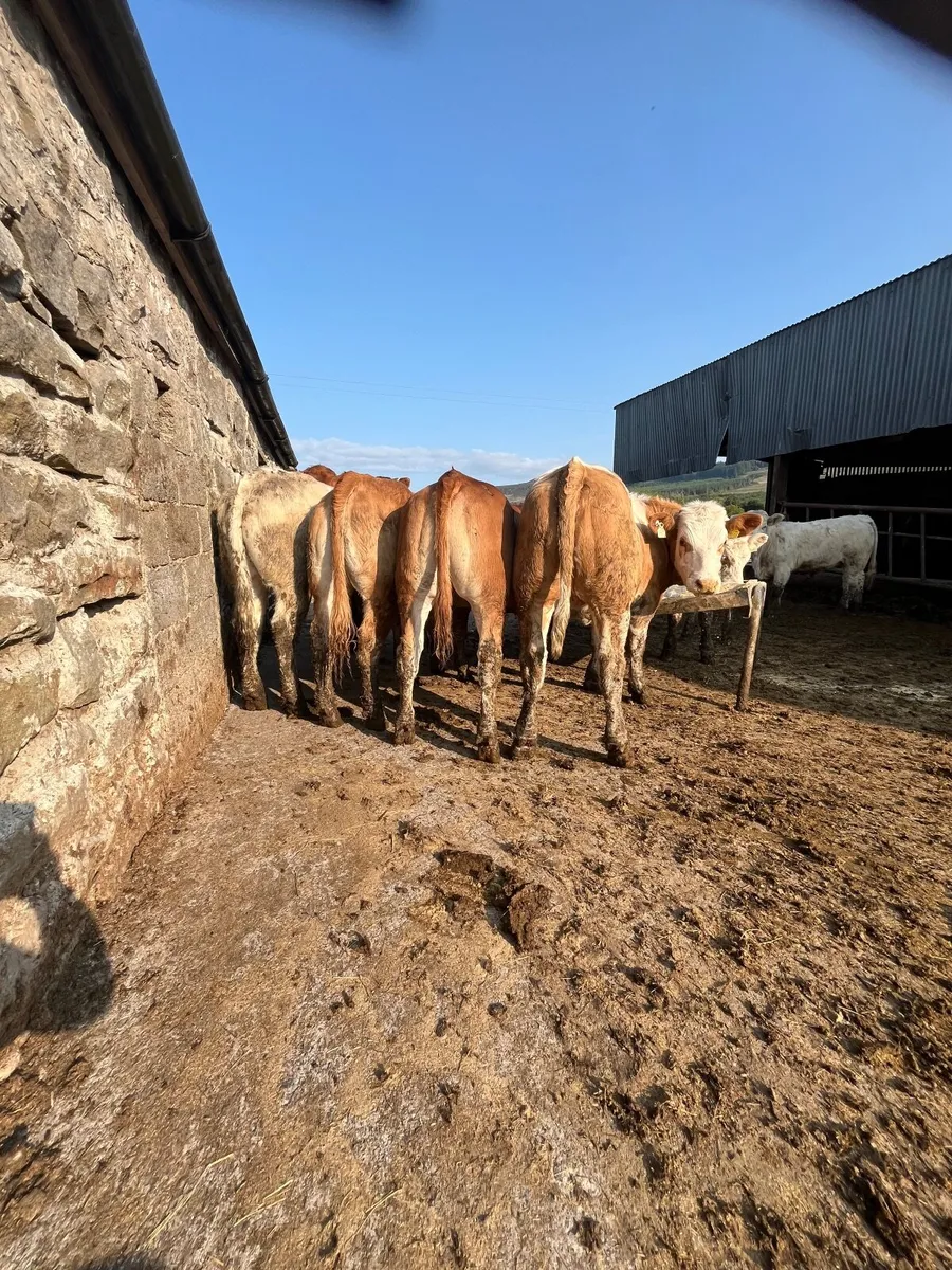 Store heifers - Image 4