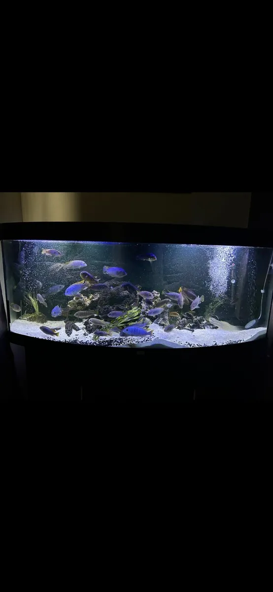 Fish tanks Juwel - Image 1