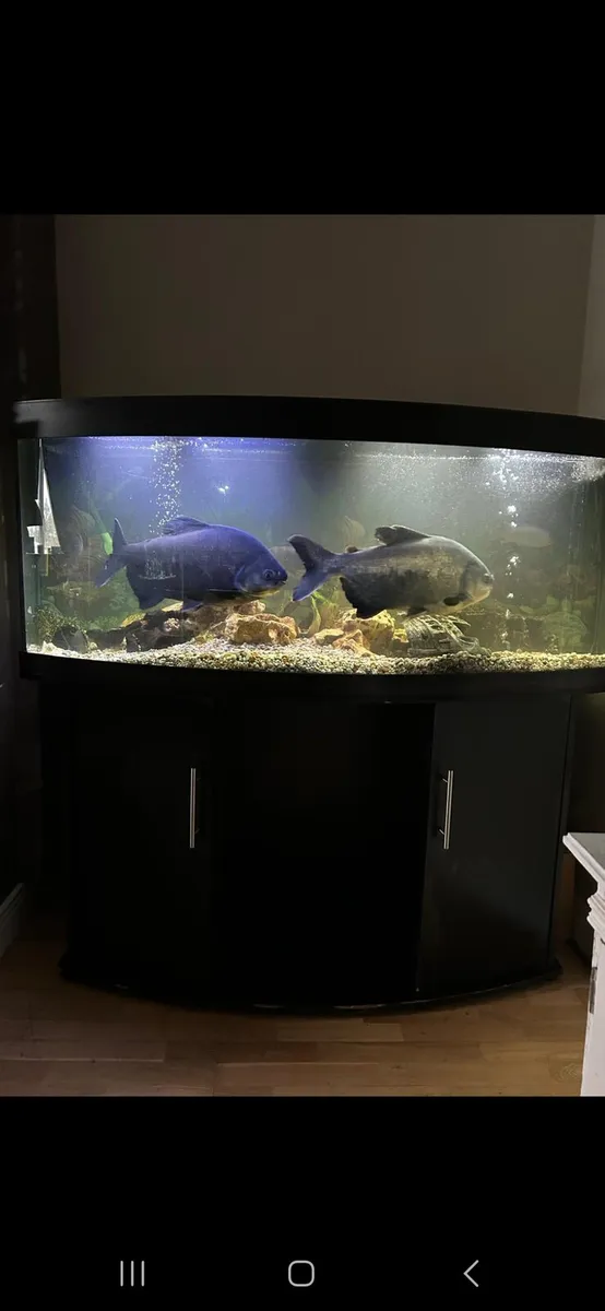 Fish tanks Juwel - Image 2