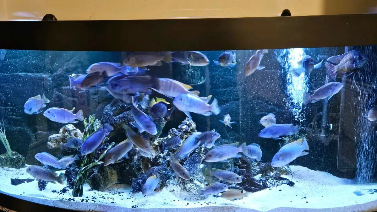 Fish tanks Juwel - Image 4
