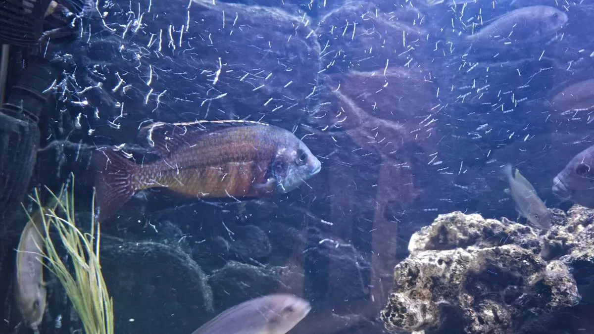 Fish tanks Juwel aquarium Malawi Chiclids - Image 4