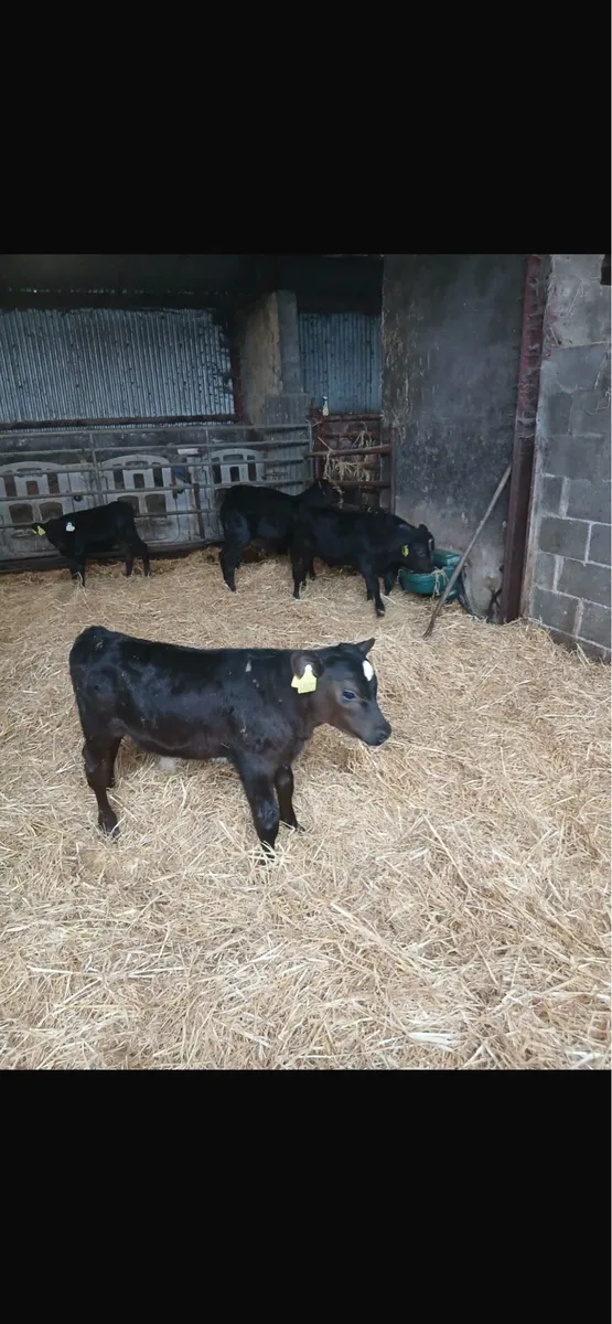 REARED ANGUS AI BRED CALVES - Image 1