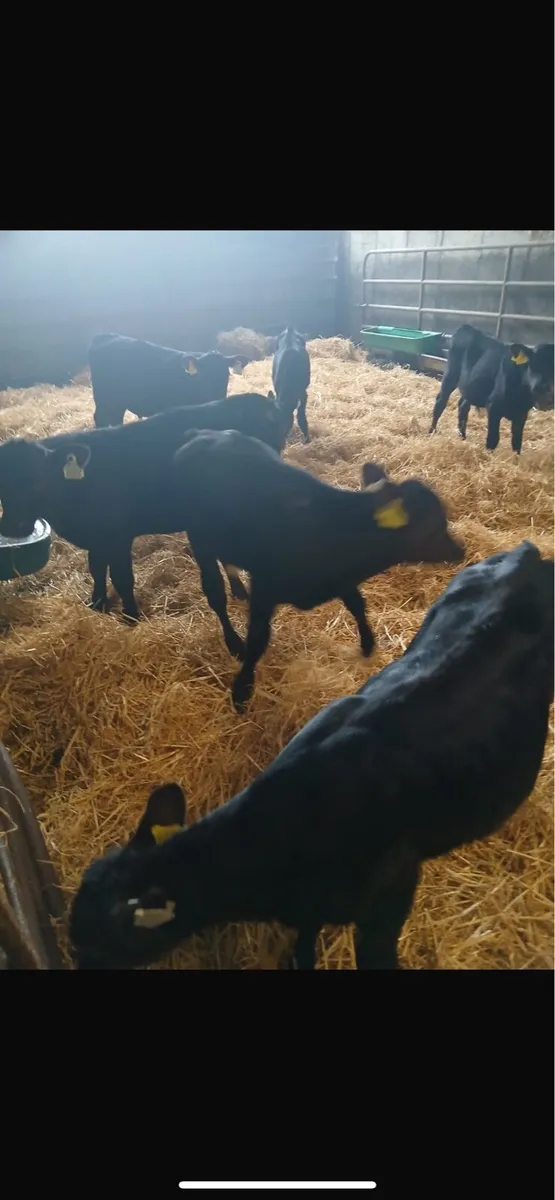 REARED ANGUS AI BRED CALVES - Image 2