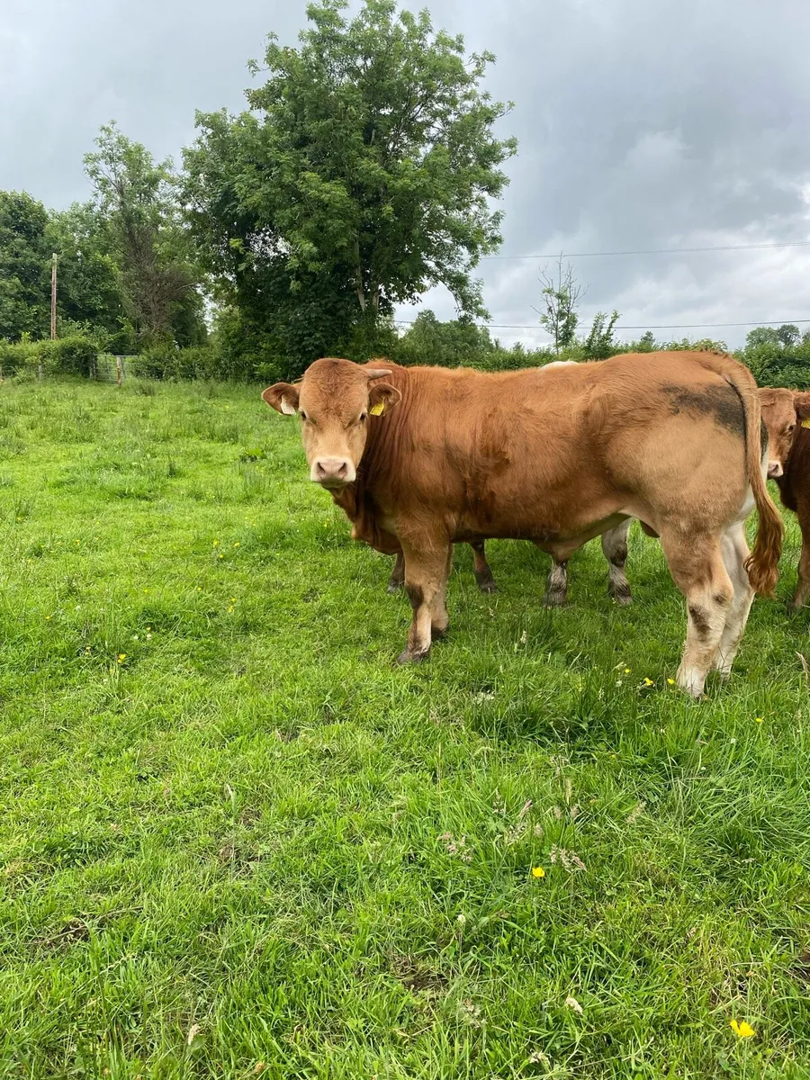 Bulls - Image 1