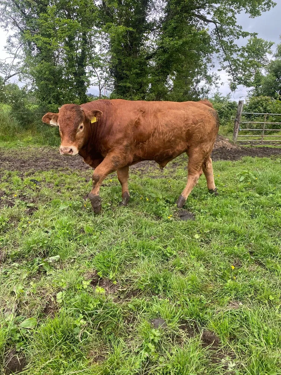 Bulls - Image 2