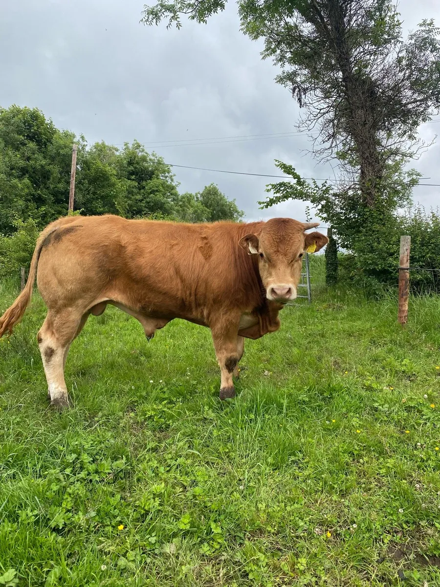 Bulls - Image 3