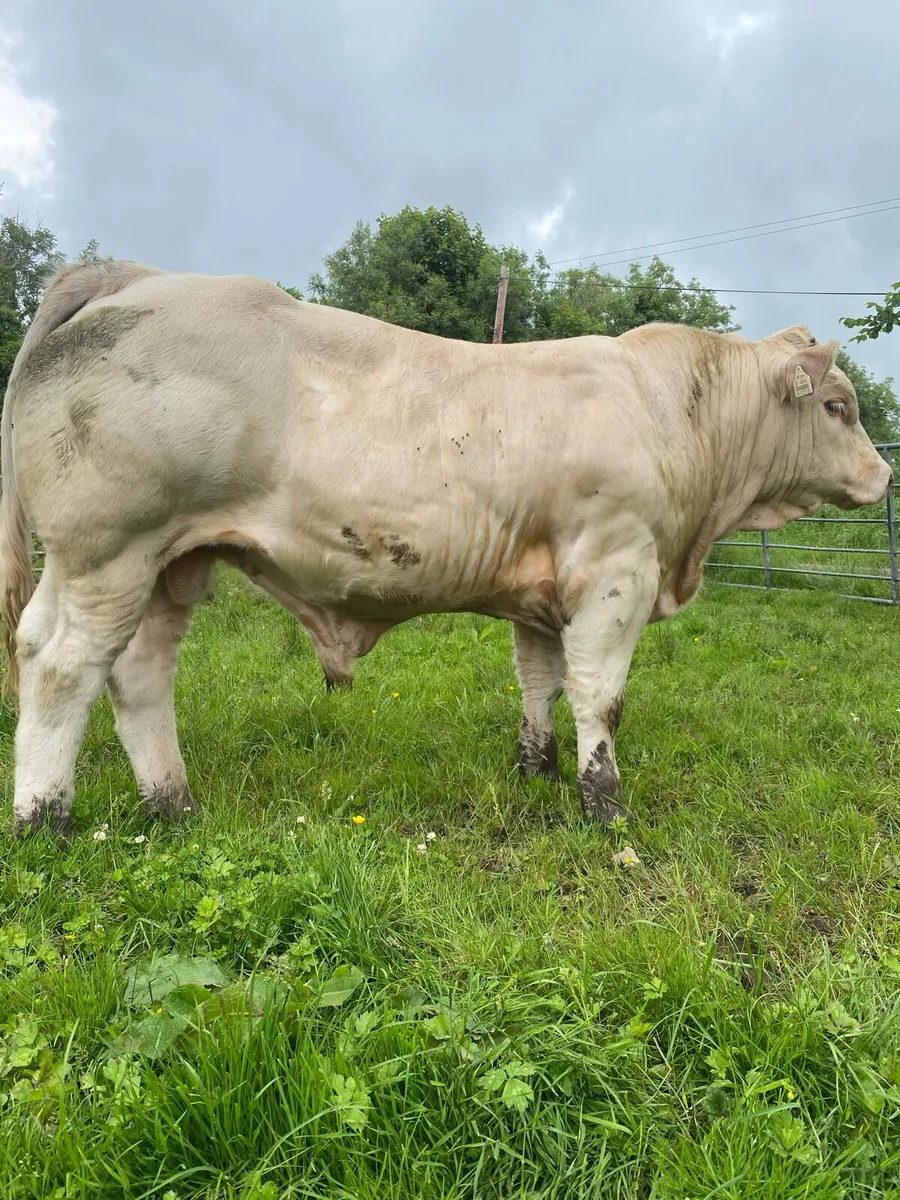 Bulls - Image 4