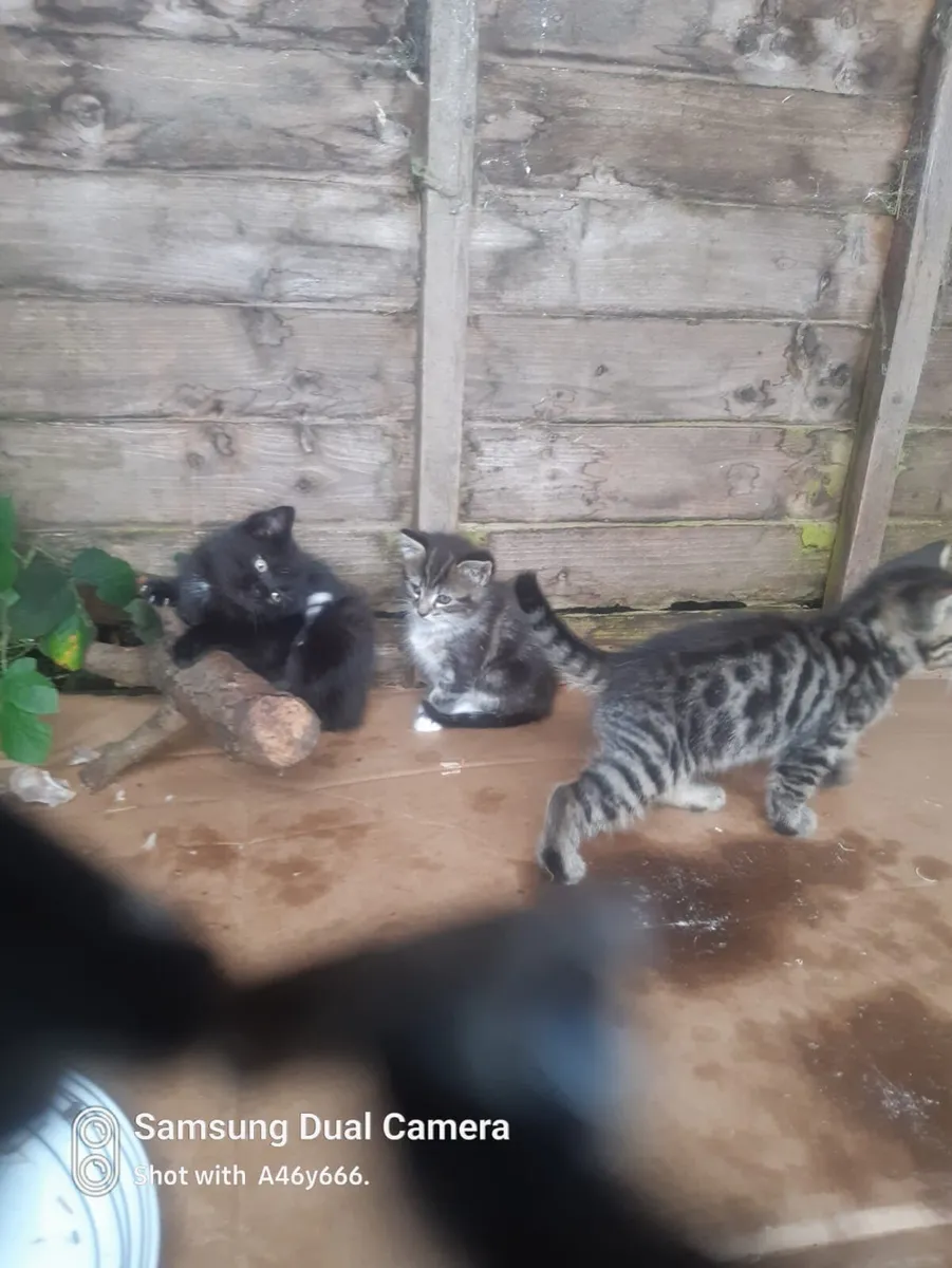 Kittens - Image 1