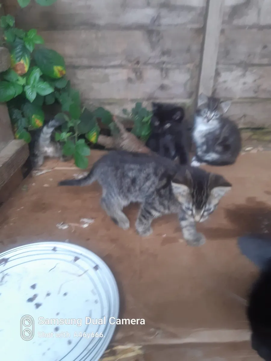 Kittens - Image 2