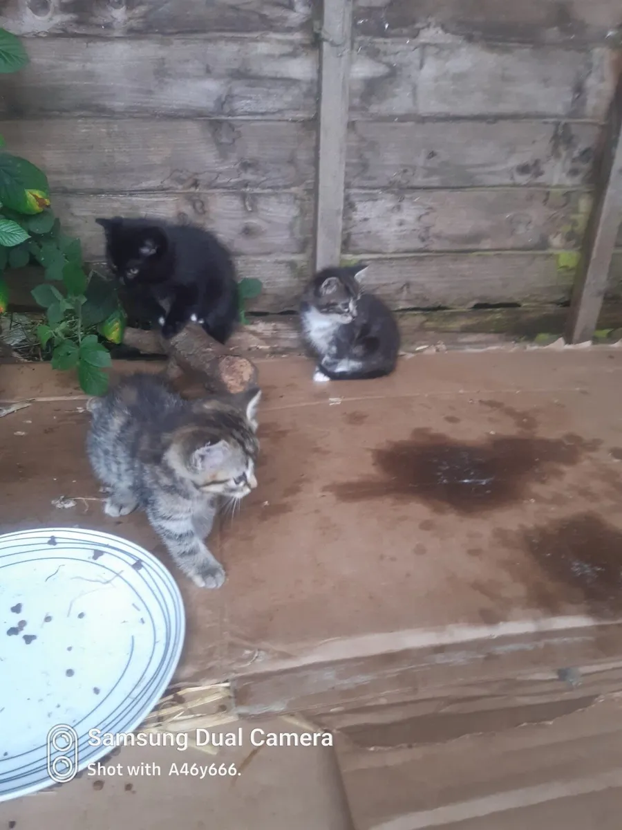 Kittens - Image 3