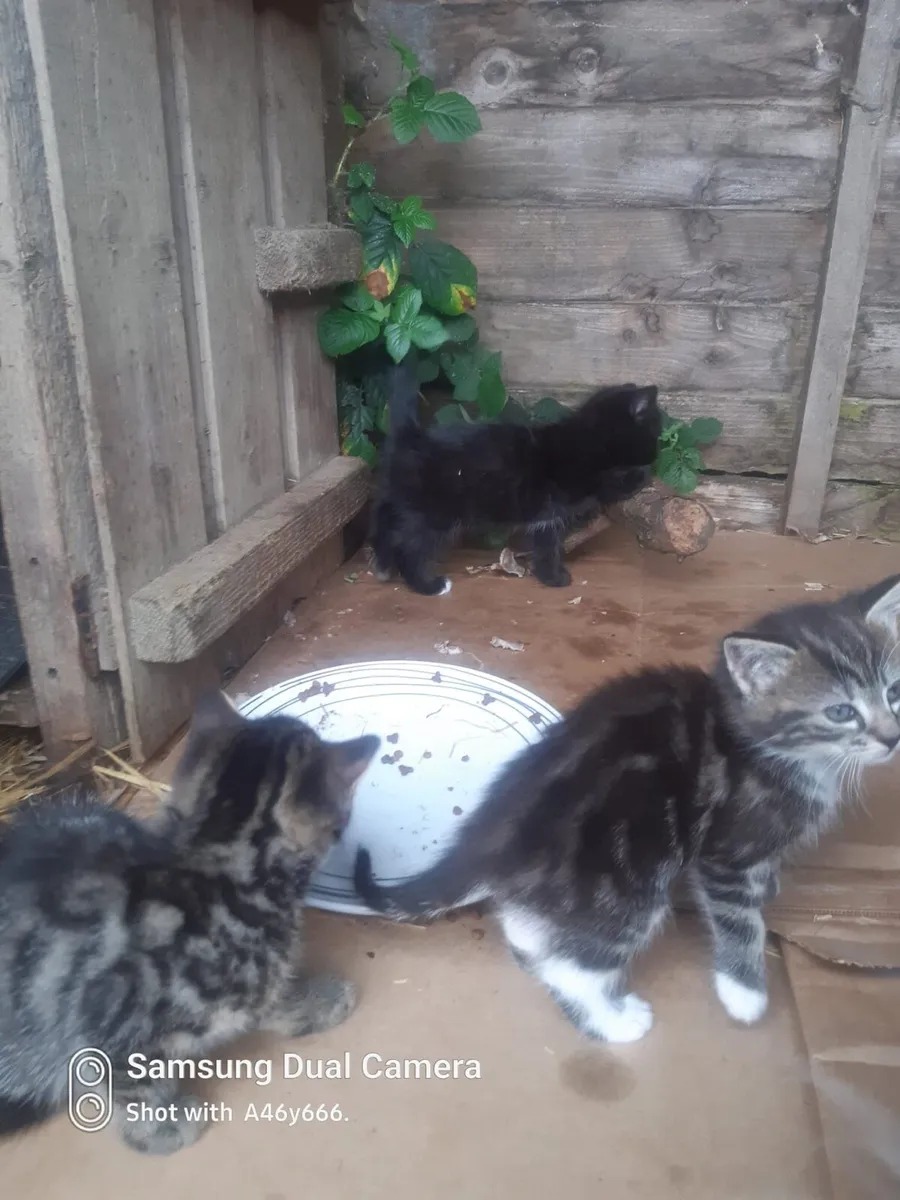 Kittens - Image 4