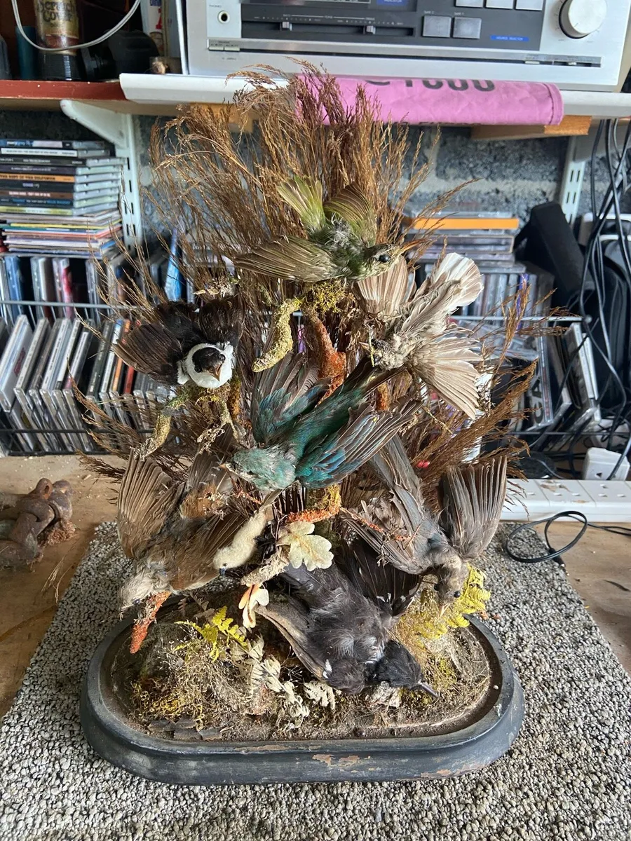 Diarama of exotic stuffed birds under glass - Image 2