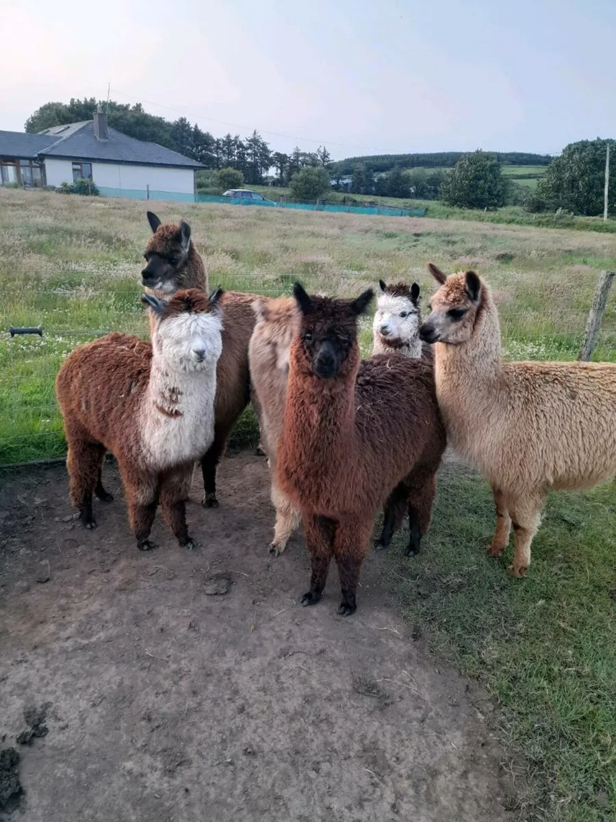 Alpacas  for sale - Image 1