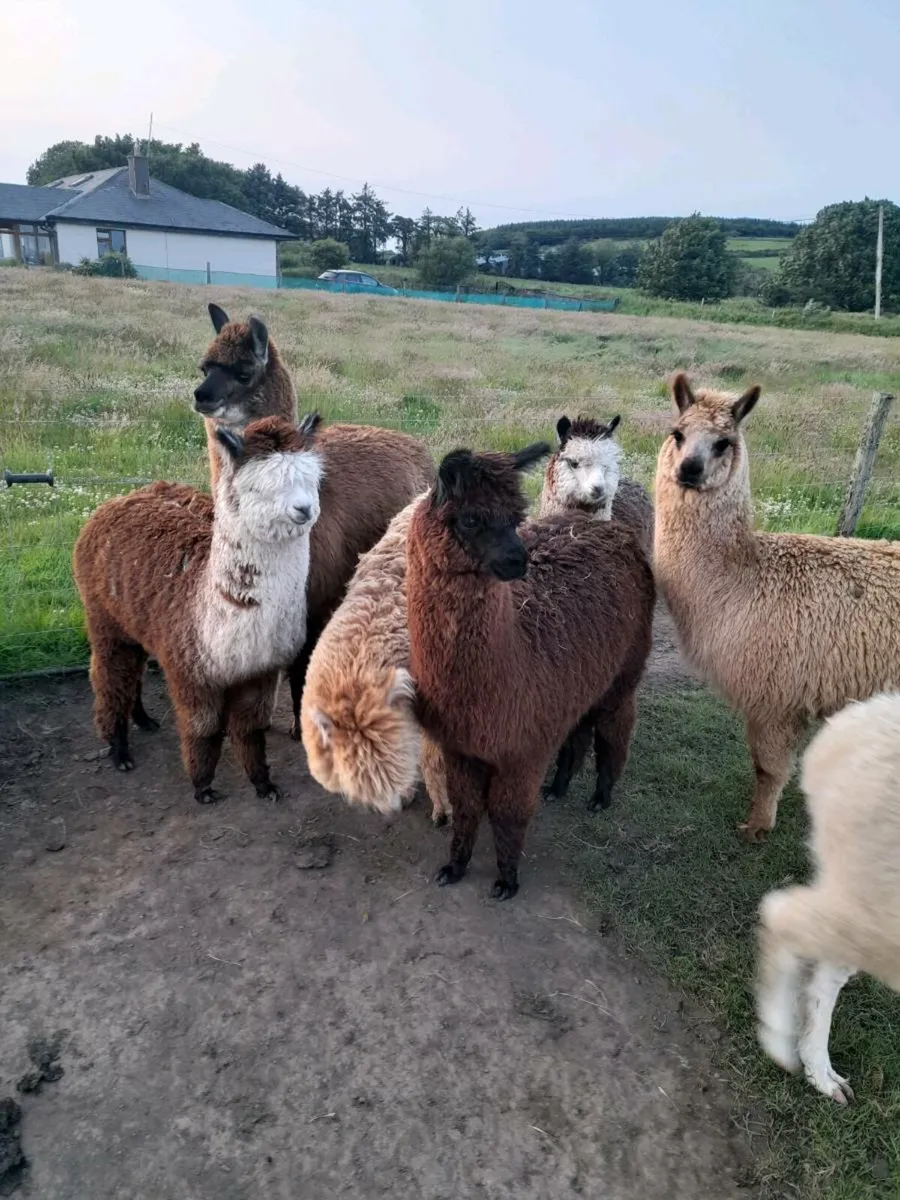 Alpacas  for sale - Image 2