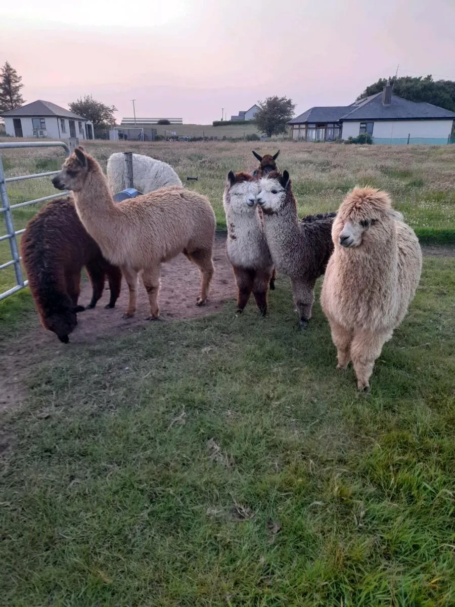 Alpacas  for sale - Image 3