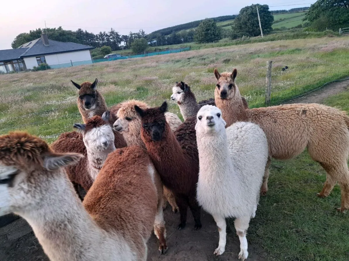 Alpacas  for sale - Image 4