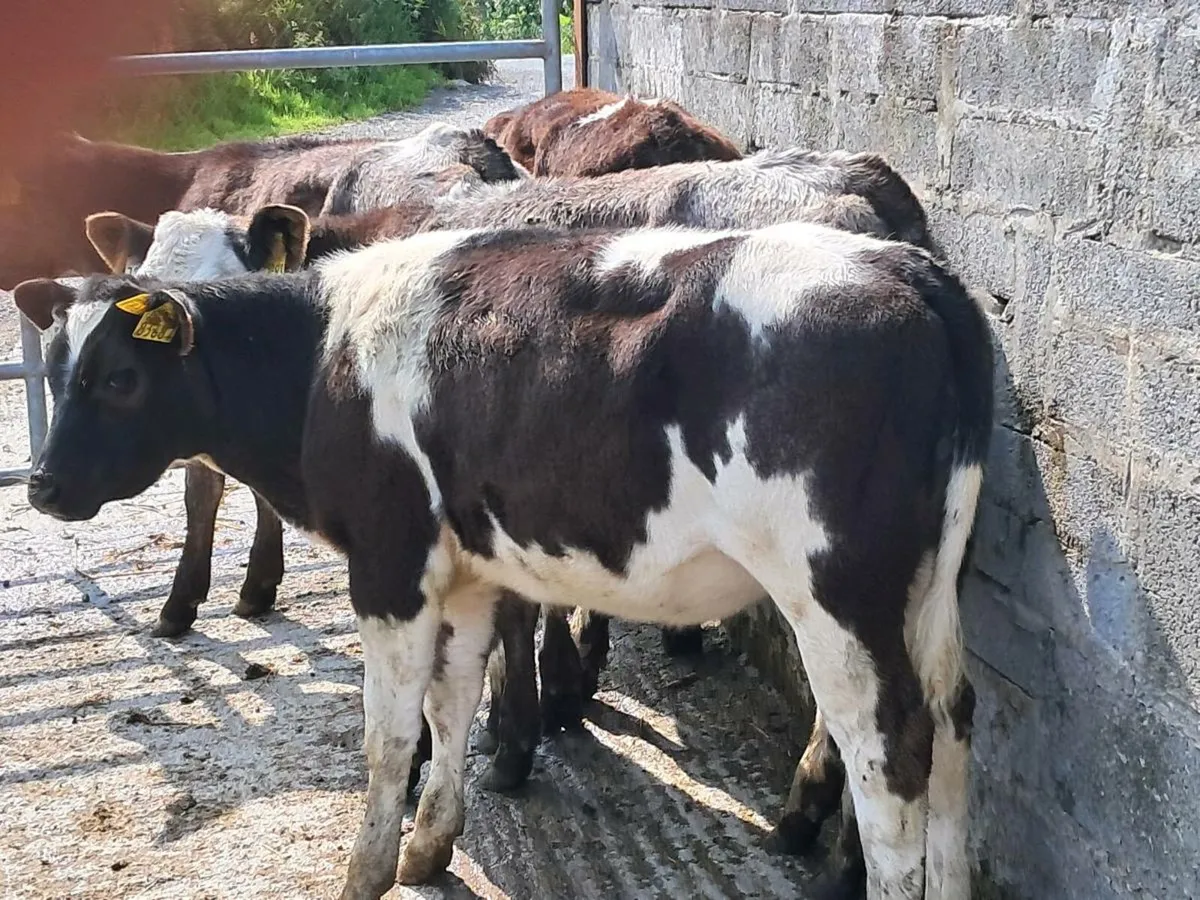 4 SHORTHORN HEIFER WEANLINGS - Image 3