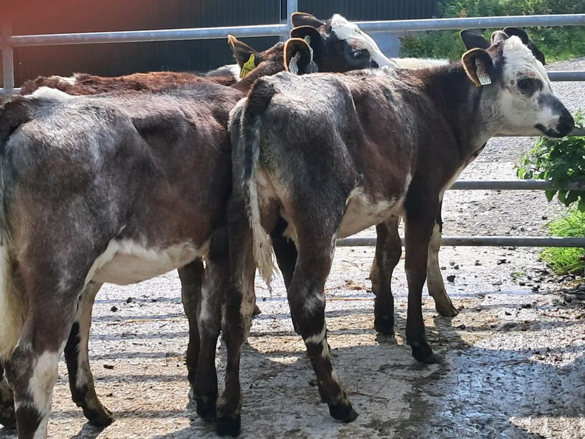 4 SHORTHORN HEIFER WEANLINGS - Image 4