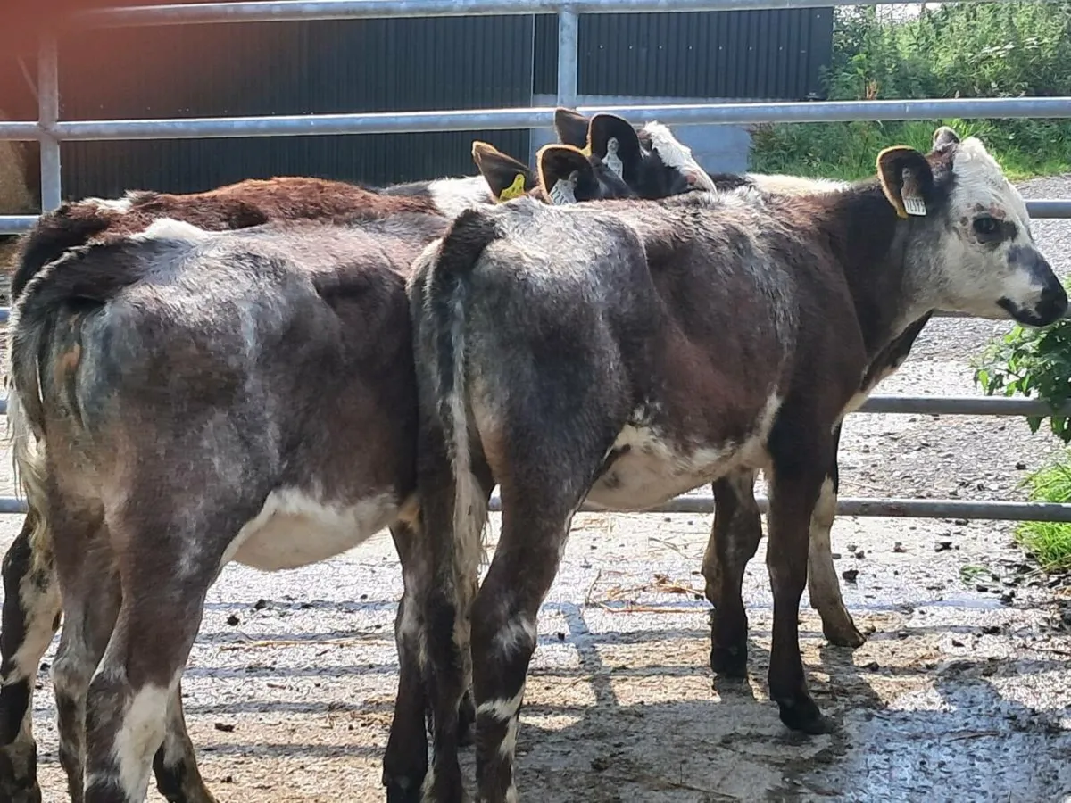 4 SHORTHORN HEIFER WEANLINGS - Image 1