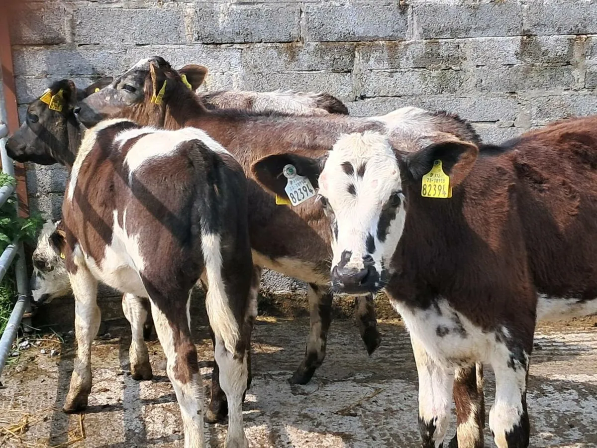 4 SHORTHORN HEIFER WEANLINGS - Image 2