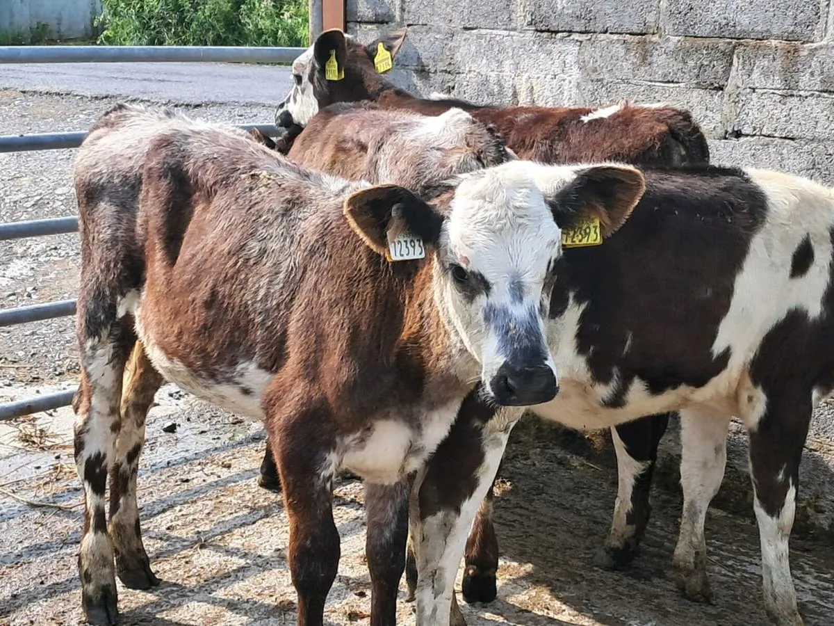 4 SHORTHORN HEIFER WEANLINGS - Image 1