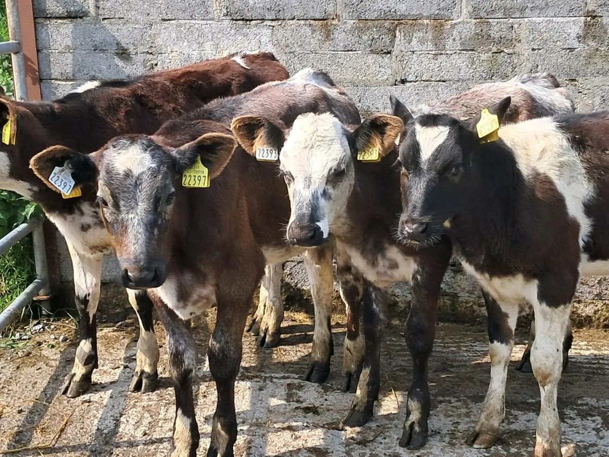 4 SHORTHORN HEIFER WEANLINGS - Image 2