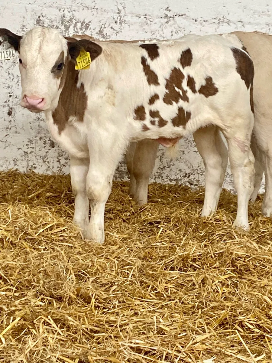 A SERIOUS QUALITY BB BULL CALF - Image 1