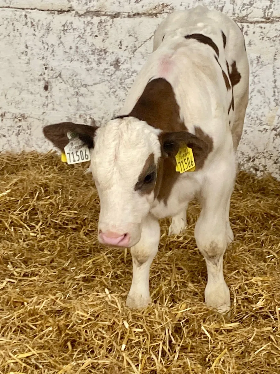 A SERIOUS QUALITY BB BULL CALF - Image 4