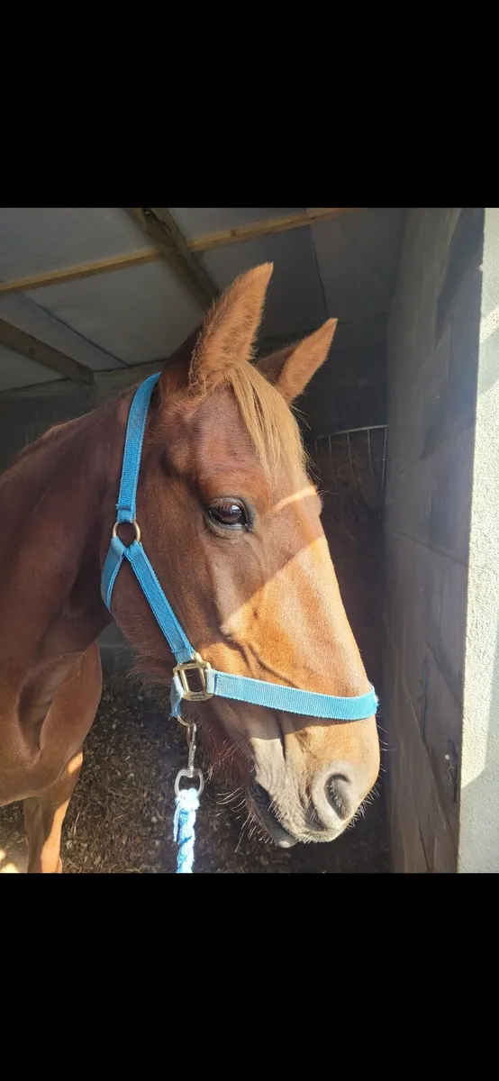Pony - Image 2