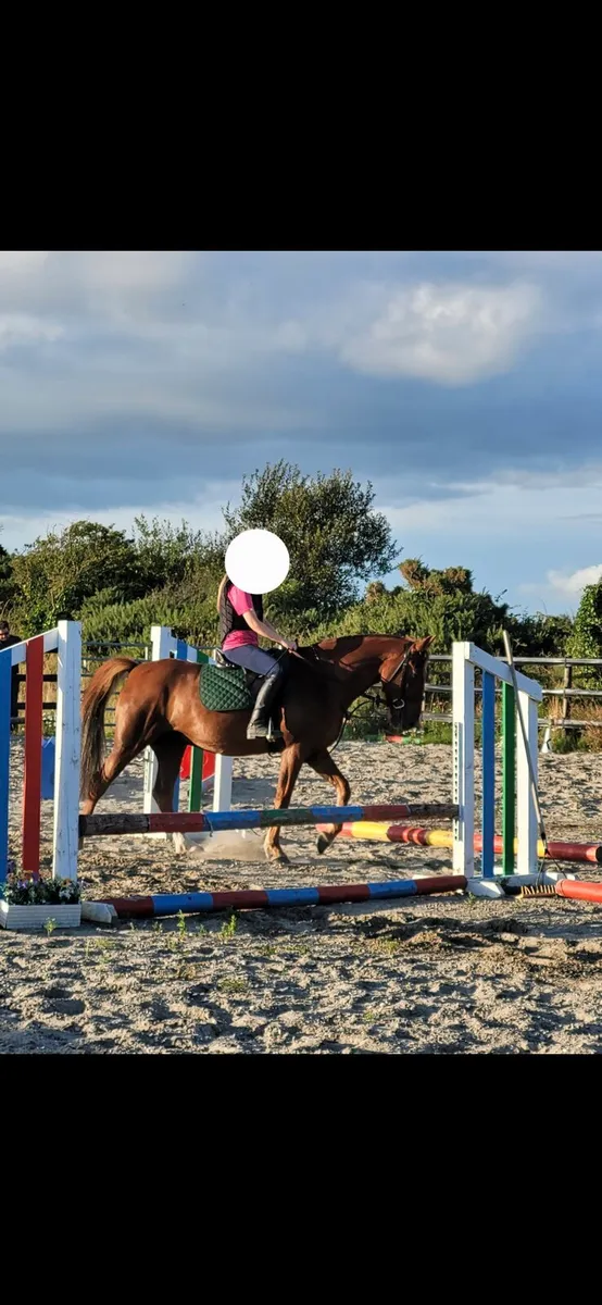 Pony - Image 4